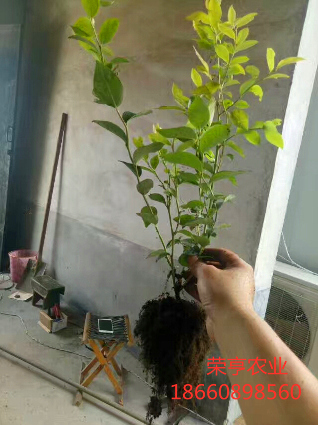 台北伯克利蓝莓苗一件代发