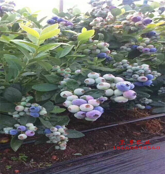 益阳双丰蓝莓苗品种介绍