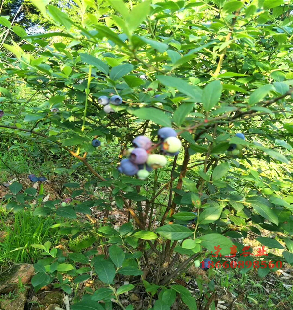 楚雄北空蓝莓苗多少钱棵