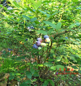 滁州黑珍珠藍(lán)莓苗基地歡迎