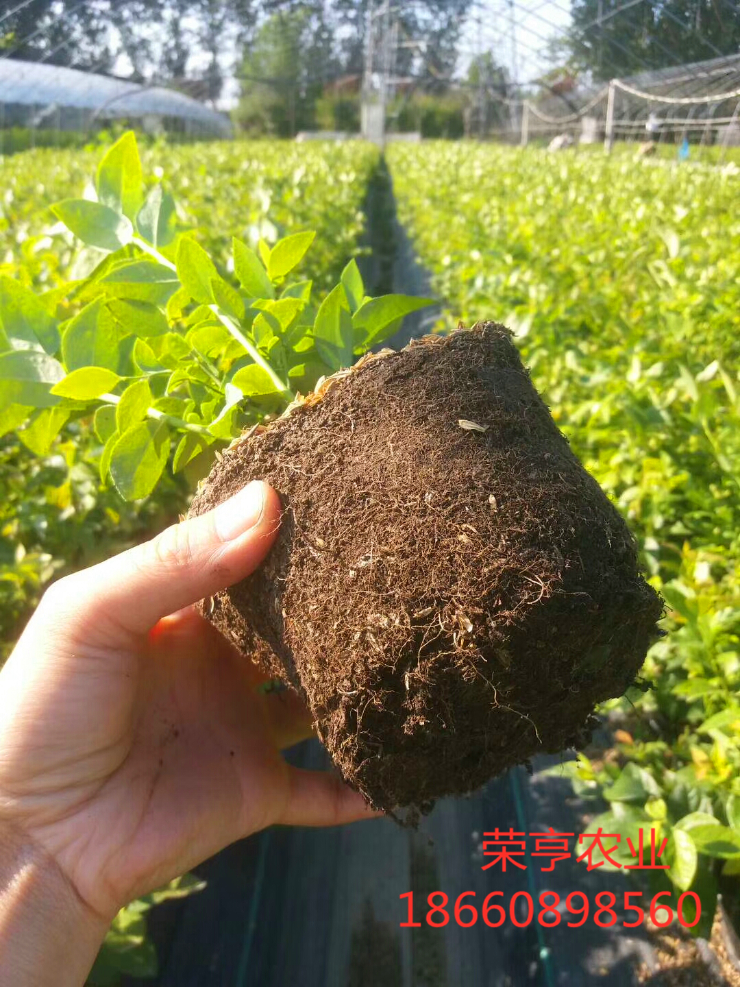 桂林南金藍莓苗大型基地