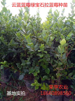 石柱南金藍(lán)莓苗一件代發(fā)