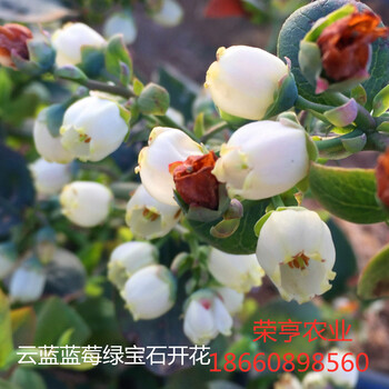 佳木斯雙豐藍(lán)莓苗一件代發(fā)