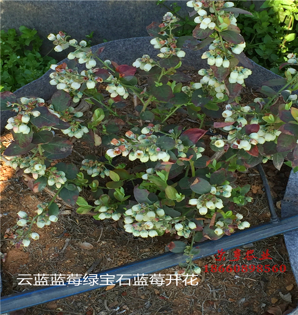 绥化巨蓝蓝莓苗大型基地