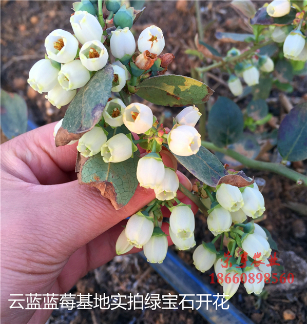 泸州黑珍珠蓝莓苗基地