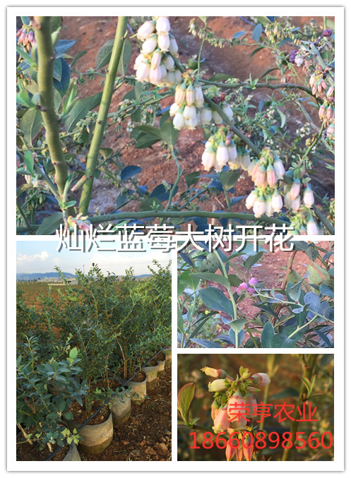 防城港斯衛(wèi)克藍莓苗果園