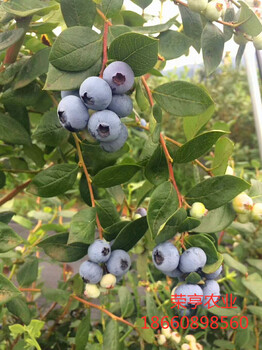 安陽藍(lán)莓苗哪個(gè)好
