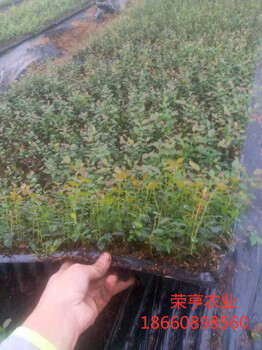 楚雄藍(lán)光藍(lán)莓苗藍(lán)莓苗吧
