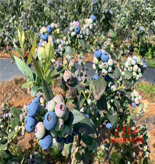 双桥绿宝石蓝莓苗生产厂家