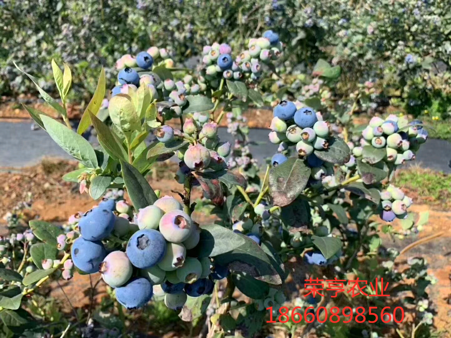 新余三年蓝莓苗大型基地