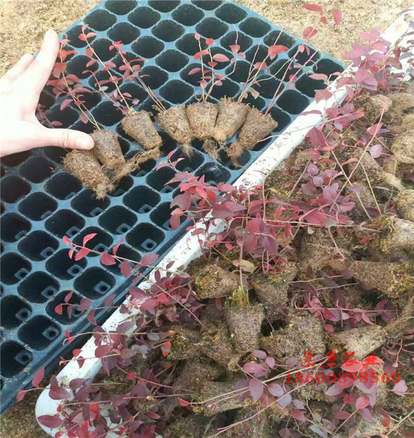 云南楚雄黑珍珠藍(lán)莓苗藍(lán)莓苗吧