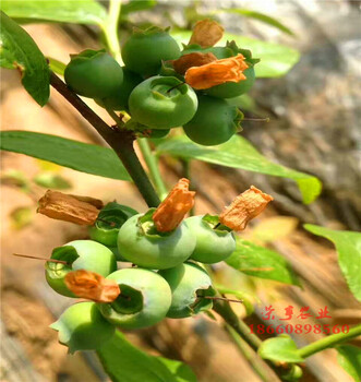 遼寧丹東北高叢藍(lán)莓苗大型基地