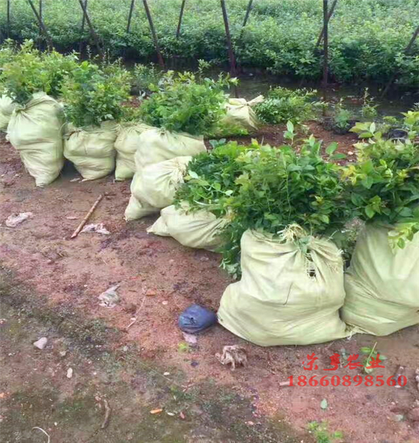 云南麗江藍光藍莓苗基地歡迎