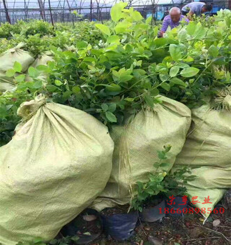 宜昌珠寶藍莓苗品種介紹