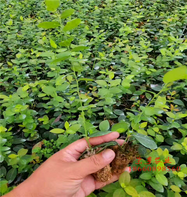 云南思茅斯卫克蓝莓苗大型基地