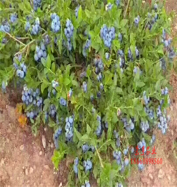 葫芦岛康维尔蓝莓苗大型基地