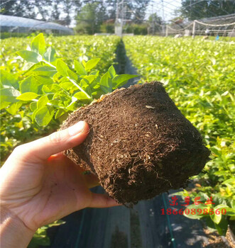 遼寧沈陽珠寶藍莓苗大型基地