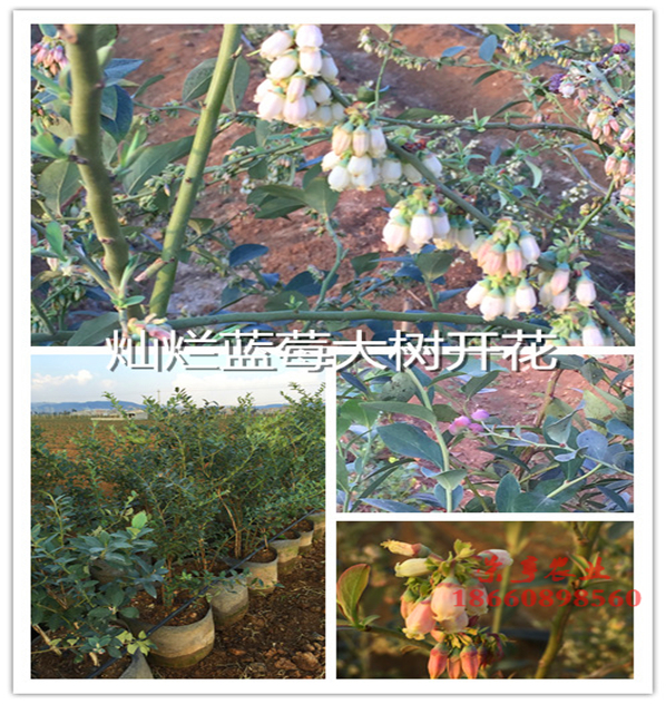 云南麗江藍光藍莓苗基地歡迎