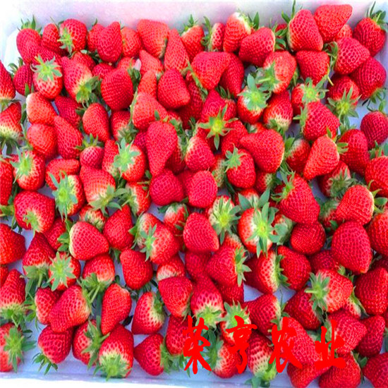 定西山东202草莓亩产多少