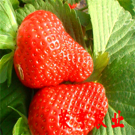 常德太空2008草莓帶土發(fā)貨