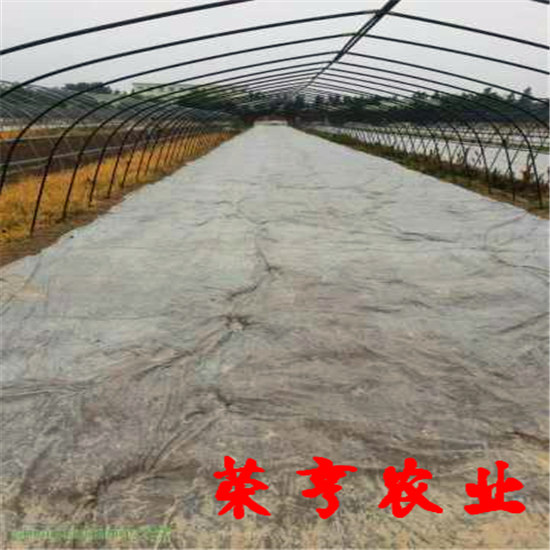 鐵門(mén)關(guān)春童草莓苗新價(jià)格