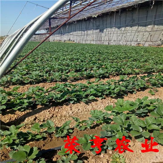 武清淡雪草莓苗生产厂家