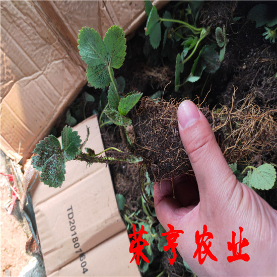 奉賢法蘭蒂草莓苗全國發(fā)貨