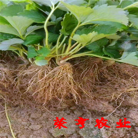 山东202草莓技术扶持