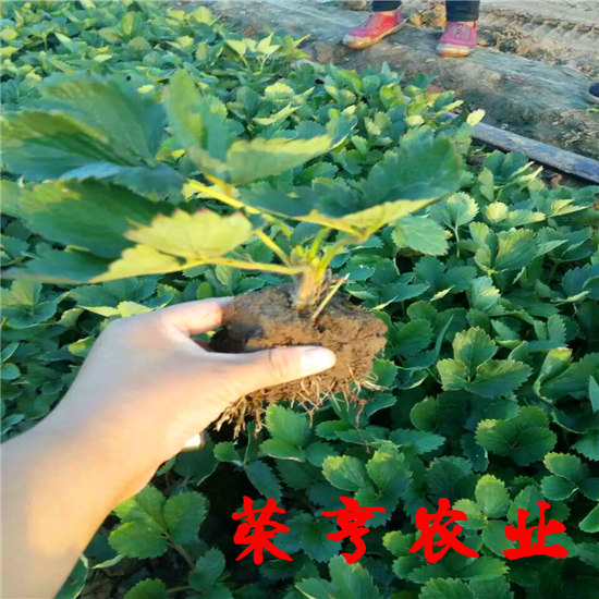 武威香野草莓苗大棚栽植苗