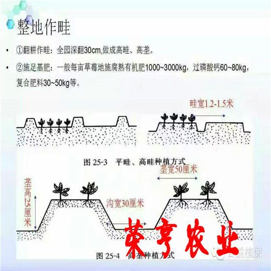 渭南雪里紅草莓苗多少錢一棵