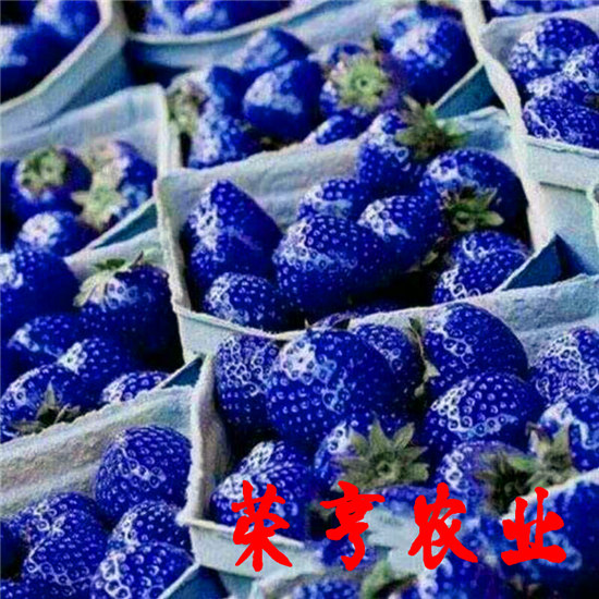 菏泽雪里红草莓苗多久结果