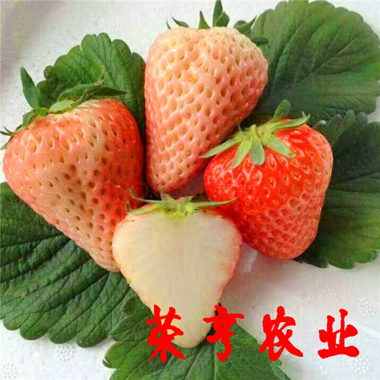 石景山四季草莓苗新價格