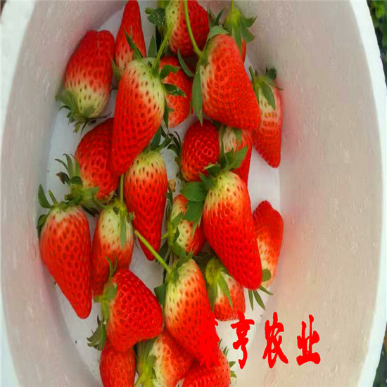 全草莓苗荣亨农业