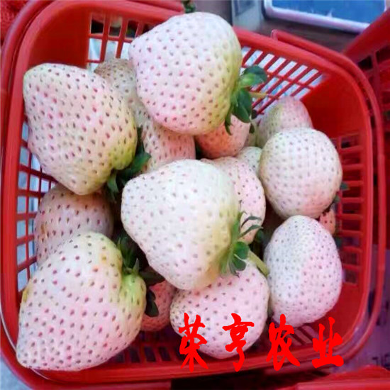 杭州甜心一号草莓苗多少钱一棵