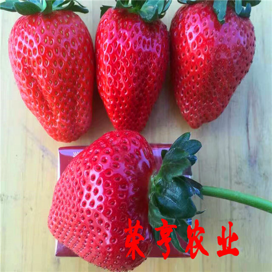 海口朔州202草莓苗全国发货