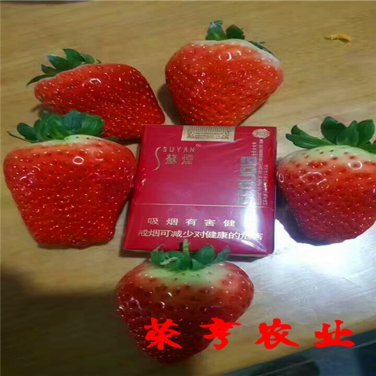 上饶正言二号草莓苗荣亨农业