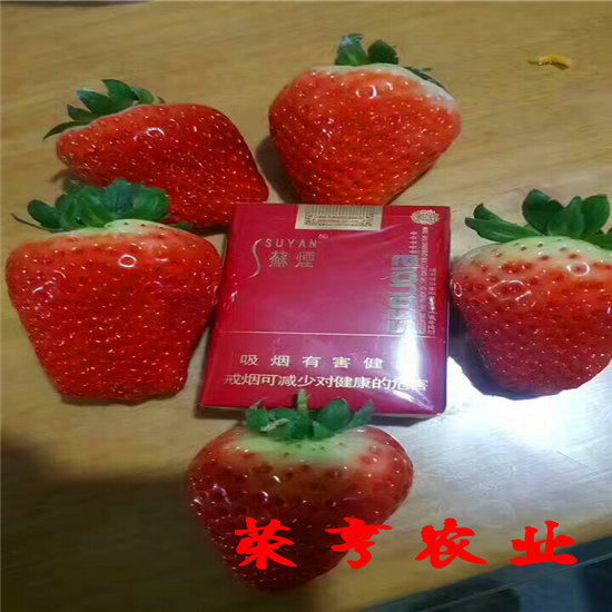 寧波四季草莓苗實時報價