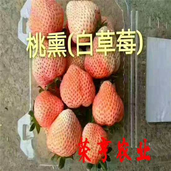 昌平久香草莓苗畝產(chǎn)多少