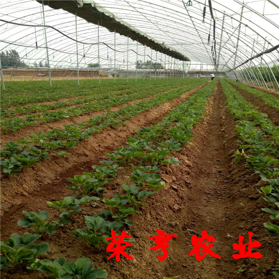 宜昌紅袖添香草莓苗榮亨農(nóng)業(yè)