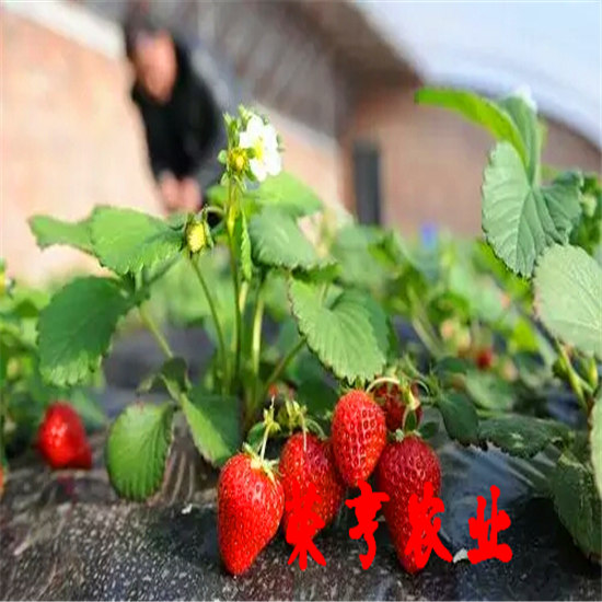 甜查理草莓苗亩产多少