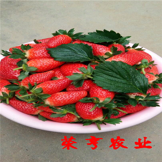 隨州幸香草莓苗實時報價