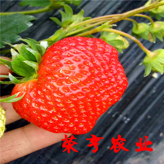 南京櫪乙女草莓歡迎您