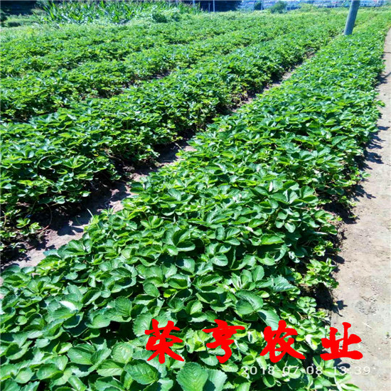 諸城生產(chǎn)苗大型基地