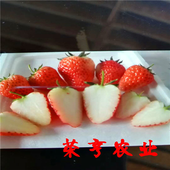 巴彥倬爾彌生姬草莓苗實(shí)時(shí)報(bào)價(jià)