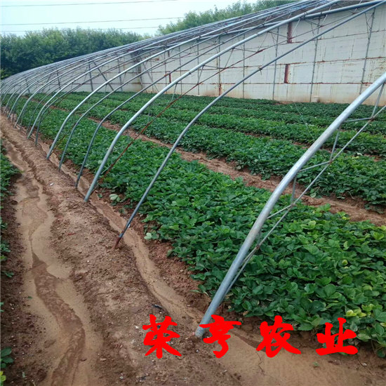 馬鞍山太空2008草莓畝產(chǎn)多少
