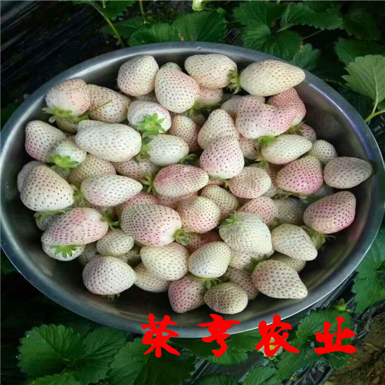 金昌脫毒二代苗冷鏈運(yùn)輸