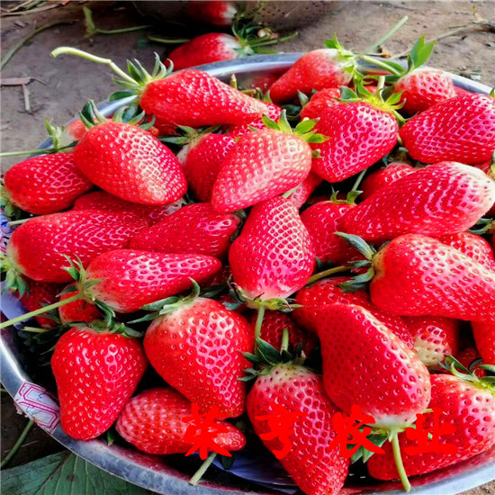 张家界红袖添香草莓苗质量