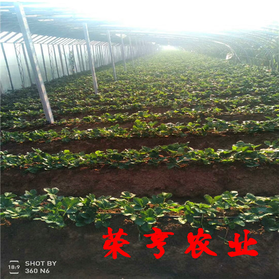 奉賢法蘭蒂草莓苗全國發(fā)貨