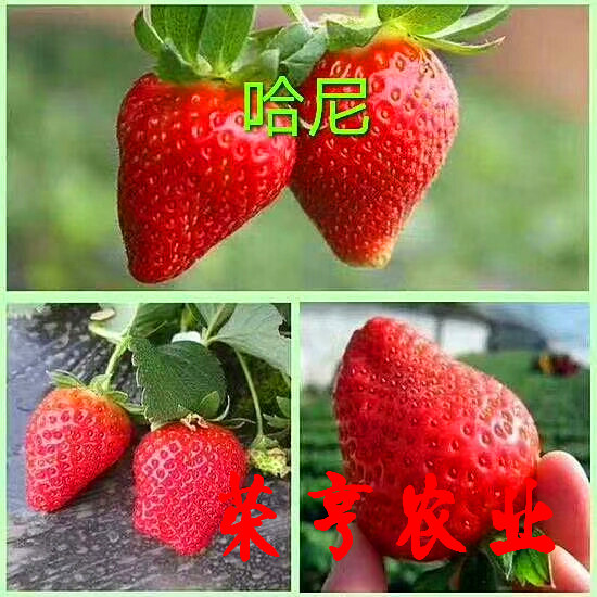 张家界红袖添香草莓苗质量