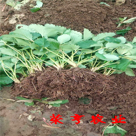 奉賢法蘭蒂草莓苗全國發(fā)貨